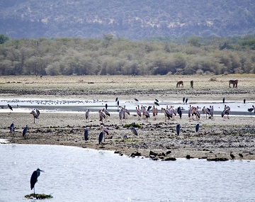 2-Days-Tarangire-National-Park-&-Ngorongoro-Crater-tanzania-safari