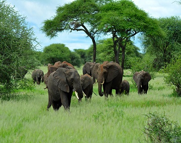  3-days-arusha-tarangire-lakemanyara