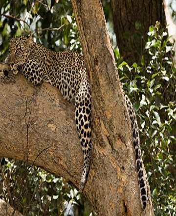 4-days-tarangire-serengeti-and-ngorongoro-safari