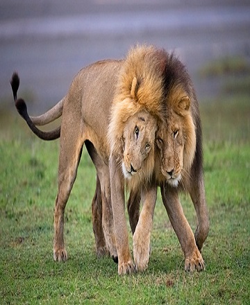 Tanzania serengeti safari tours