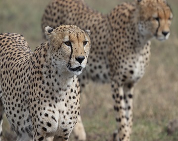 4-days-tanzania-safari-tarangire-price