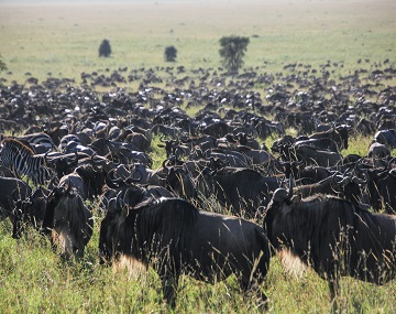 5-days-serengeti-tanzania-cost