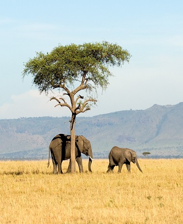 Day Trip to Lake Manyara