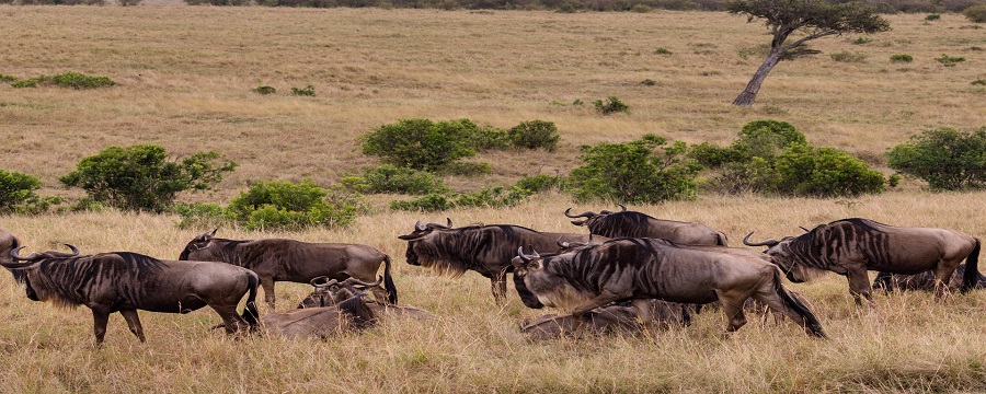 Serengeti migration safari packages during Tanzania safaris in 2025, 2026, and 2027