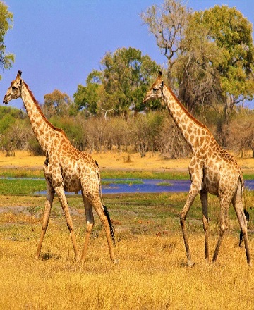 Tanzania safari tours