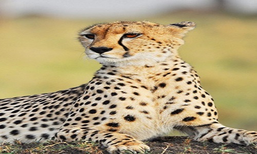 best 4 days Tanzania safari