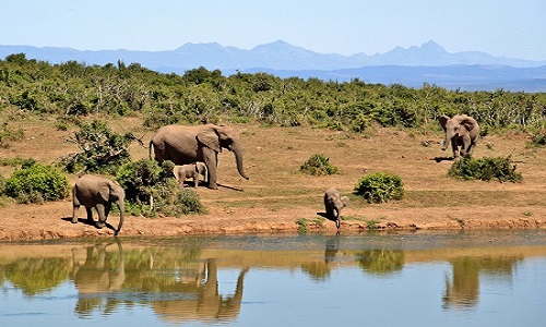 Best 3 days Tanzania Safari