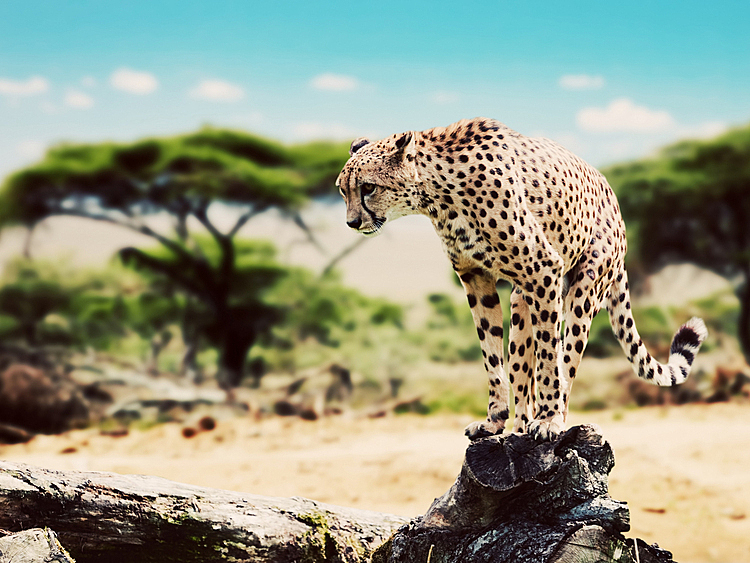 Best Tanzania Safari