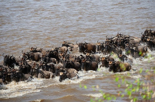 https://tanzanianaturaltours.com/wp-content/uploads/2023/07/wildebeest.jpg