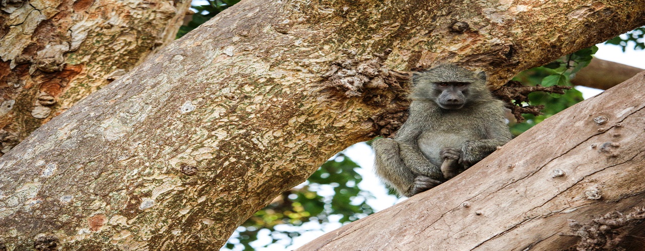 1 day Tanzania safari to Lake Manyara National park