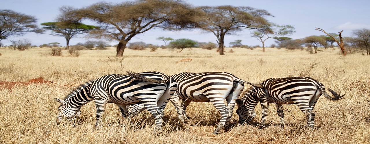 1 day Tanzania safari to Tarangire