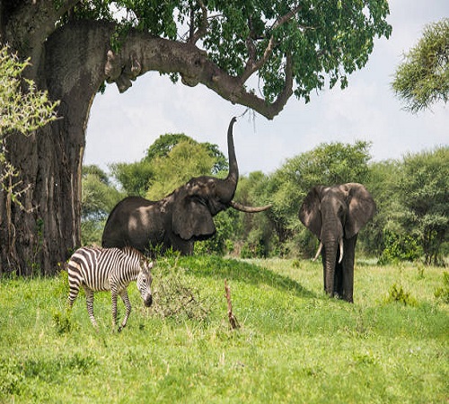 3 Days North Serengeti Migration Safari