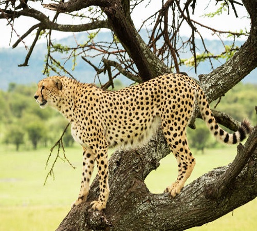 3-Day Serengeti Safari from Mwanza