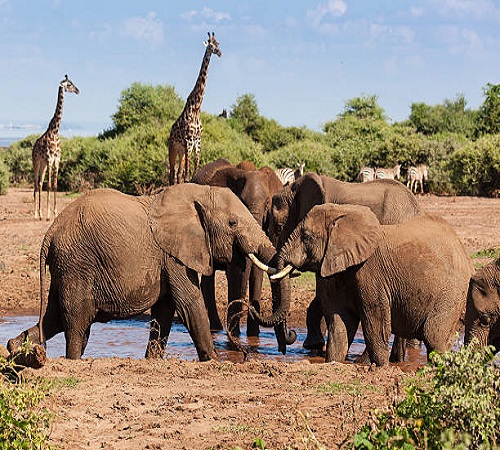 3-Day Serengeti Safari from Arusha/Moshi