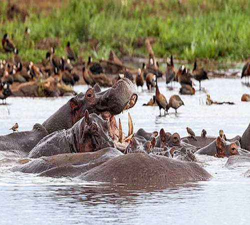 Tanzania joining safari to Tarangire, Ngorongoro & Manyara