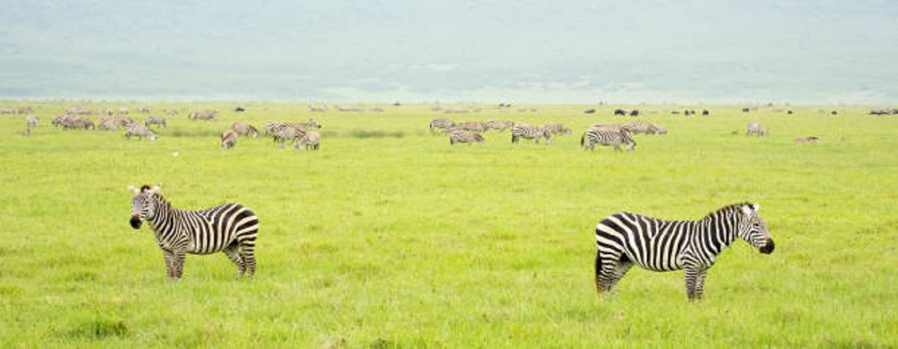 3 days Tanzania travel to Lake Manyara, Tarangire & Ngorongoro crater