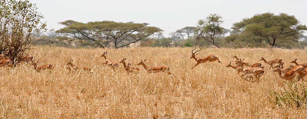 3 days Tanzania safari to Tarangire, Ngorongoro and Lake Eyasi