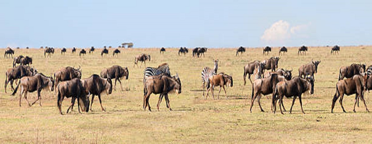 4 days Tanzania safari to Serengeti migration