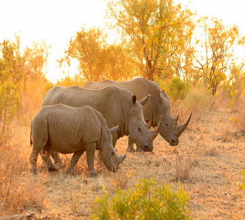 4 Days East & Central Serengeti Migration Safari