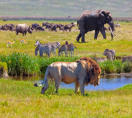 4 Days Serengeti Balloon Safari