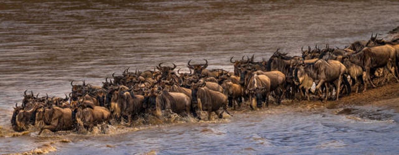 Serengeti wildebeest migration 5 days safari