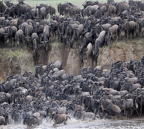 4 Days South Ndutu Serengeti Migration Calving Safari