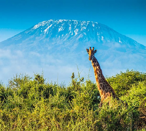 Kilimanjaro trekking 7 days Lemosho route