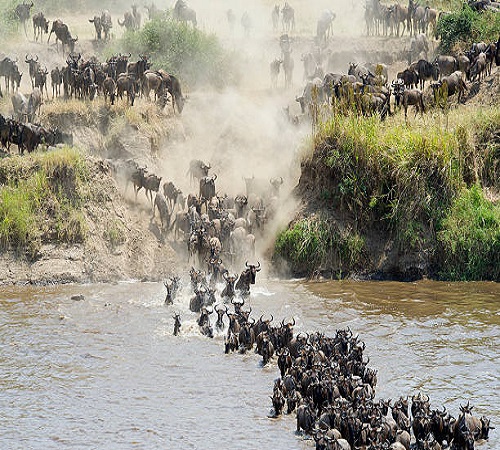 4 Days Serengeti Migration Safari