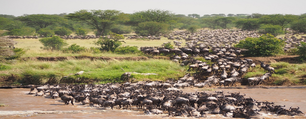 5 days Serengeti green season wildebeest migration safari