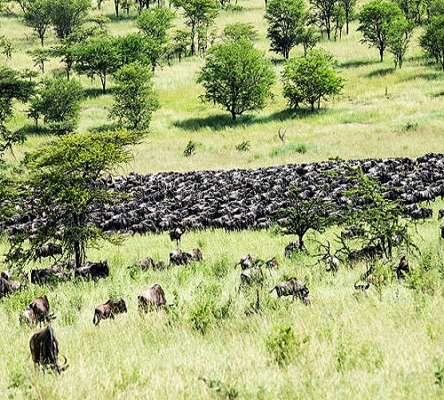 4 Days Serengeti Safari from Mwanza