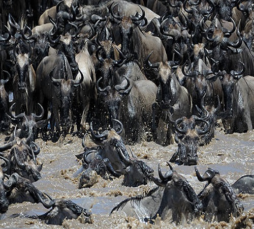 4 Days Western Corridor Serengeti Migration Safari