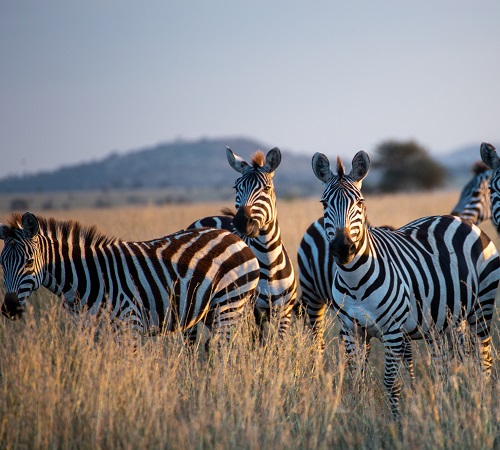 Best Tanzania safari packages