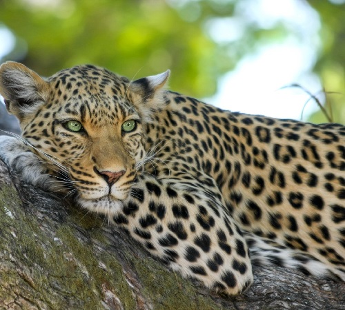 Tanzania sharing safari & tour groups